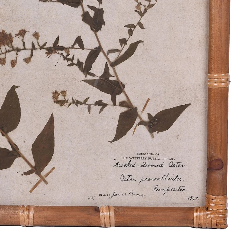 Achillea & Aster Prints - Set of 2 - Image 2
