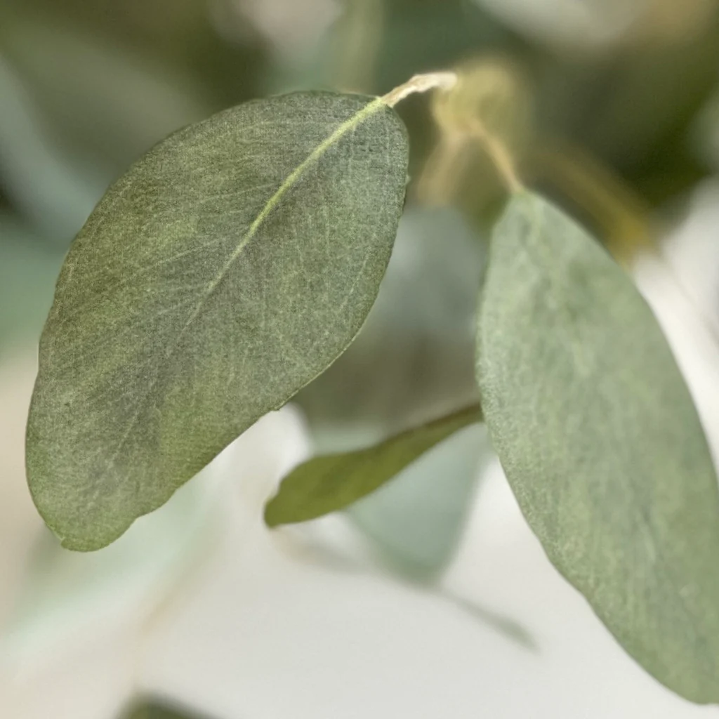 Faux Eucalyptus Populus - Image 3