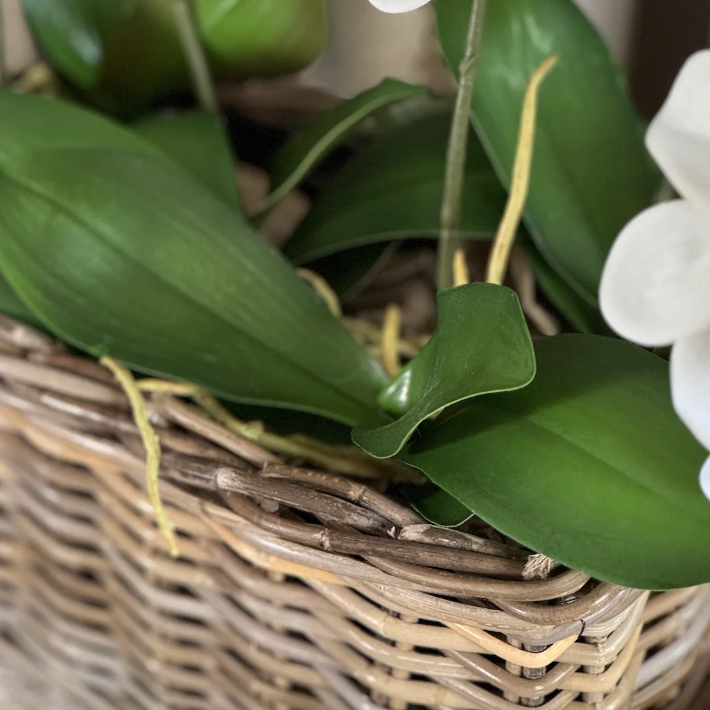Faux Orchid Leaf Spike With Roots