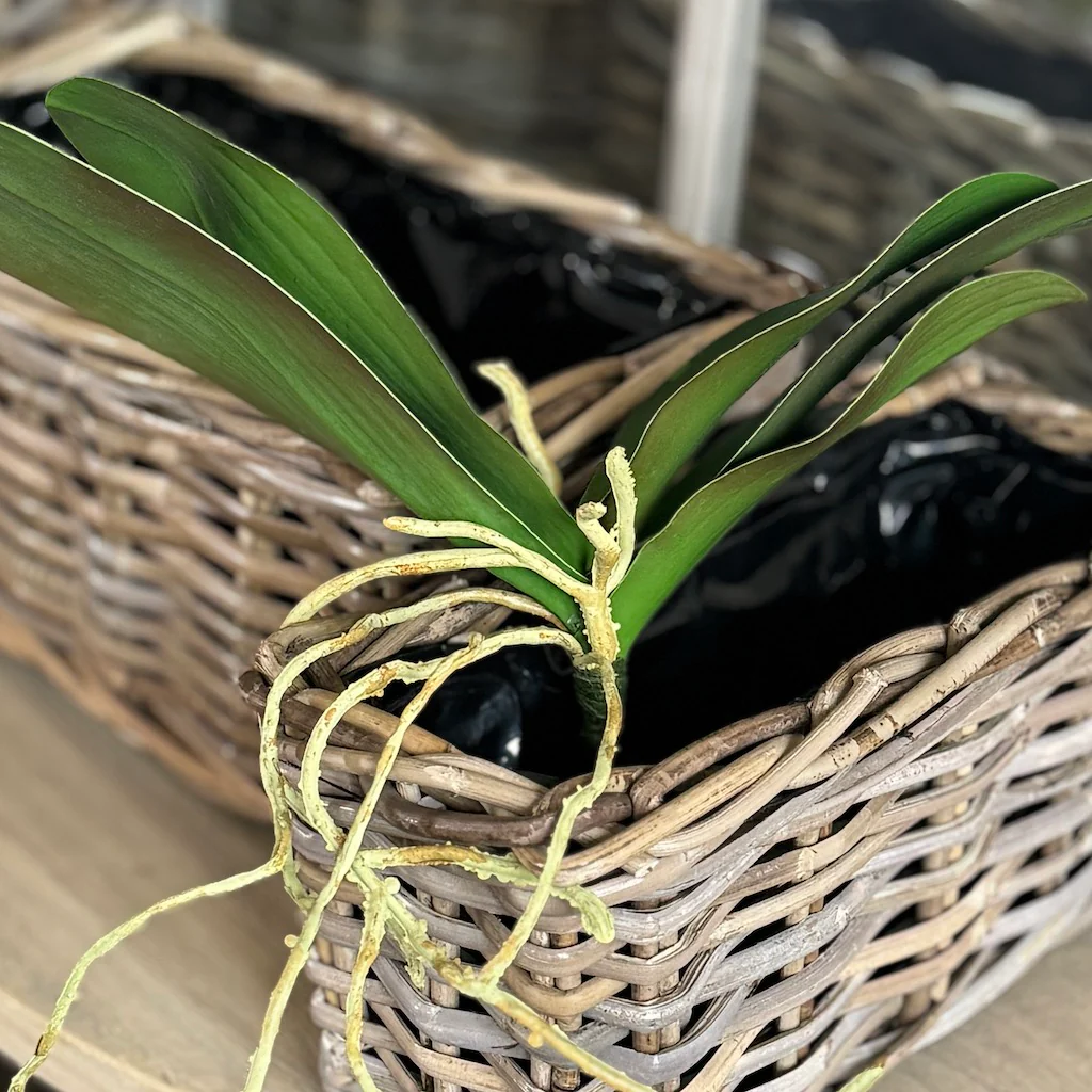 Faux Orchid Leaf Spike With Roots - Image 2