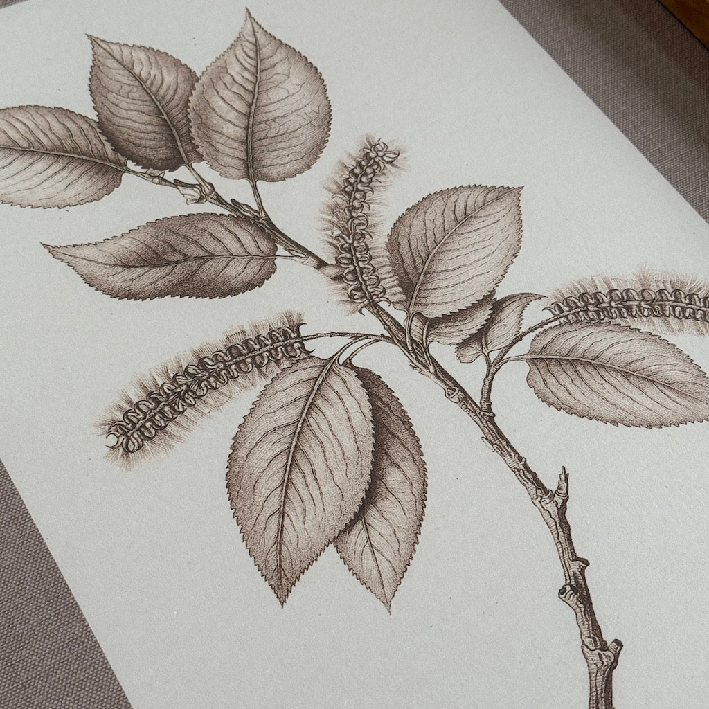 Linen Mounted Botanical Prints - Image 3