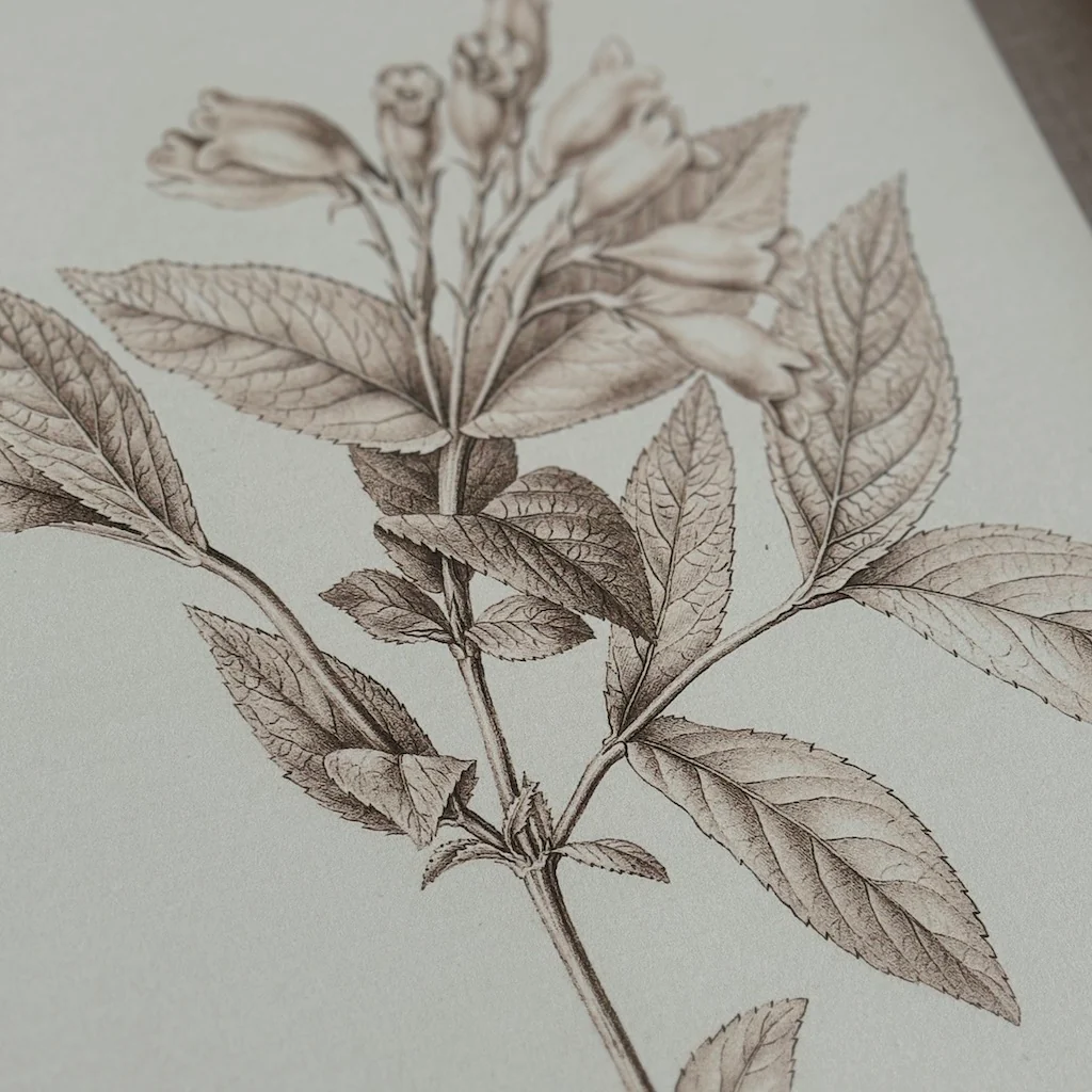 Linen Mounted Botanical Prints - Image 4