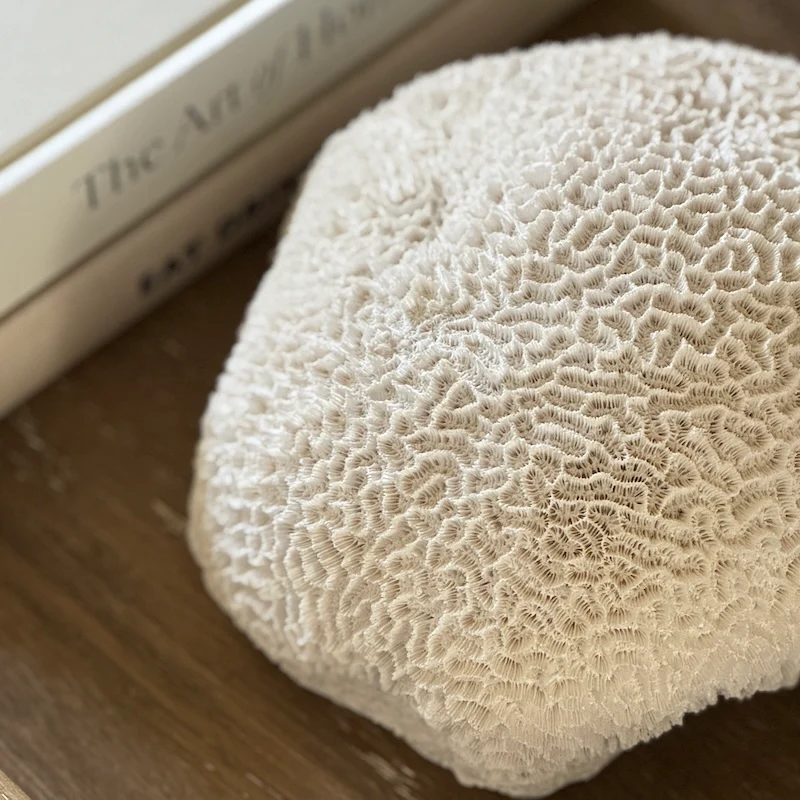 Nerina Coral - Image 2