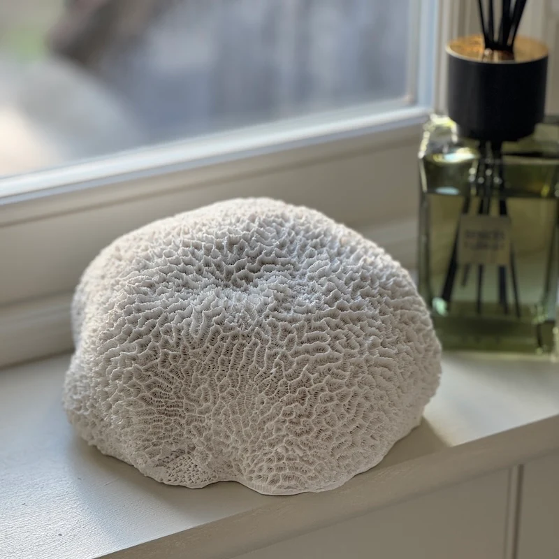 Nerina Coral - Image 4