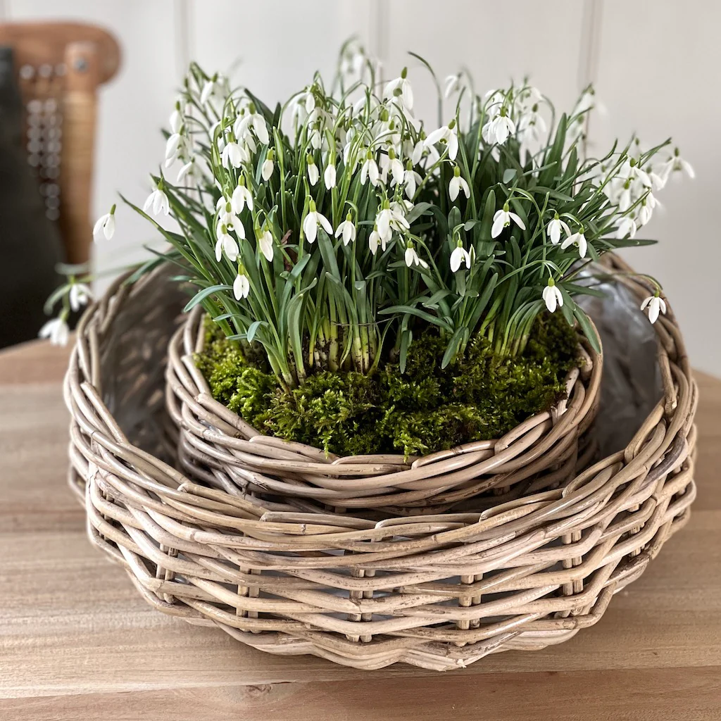 Round Rattan Planter - Image 3