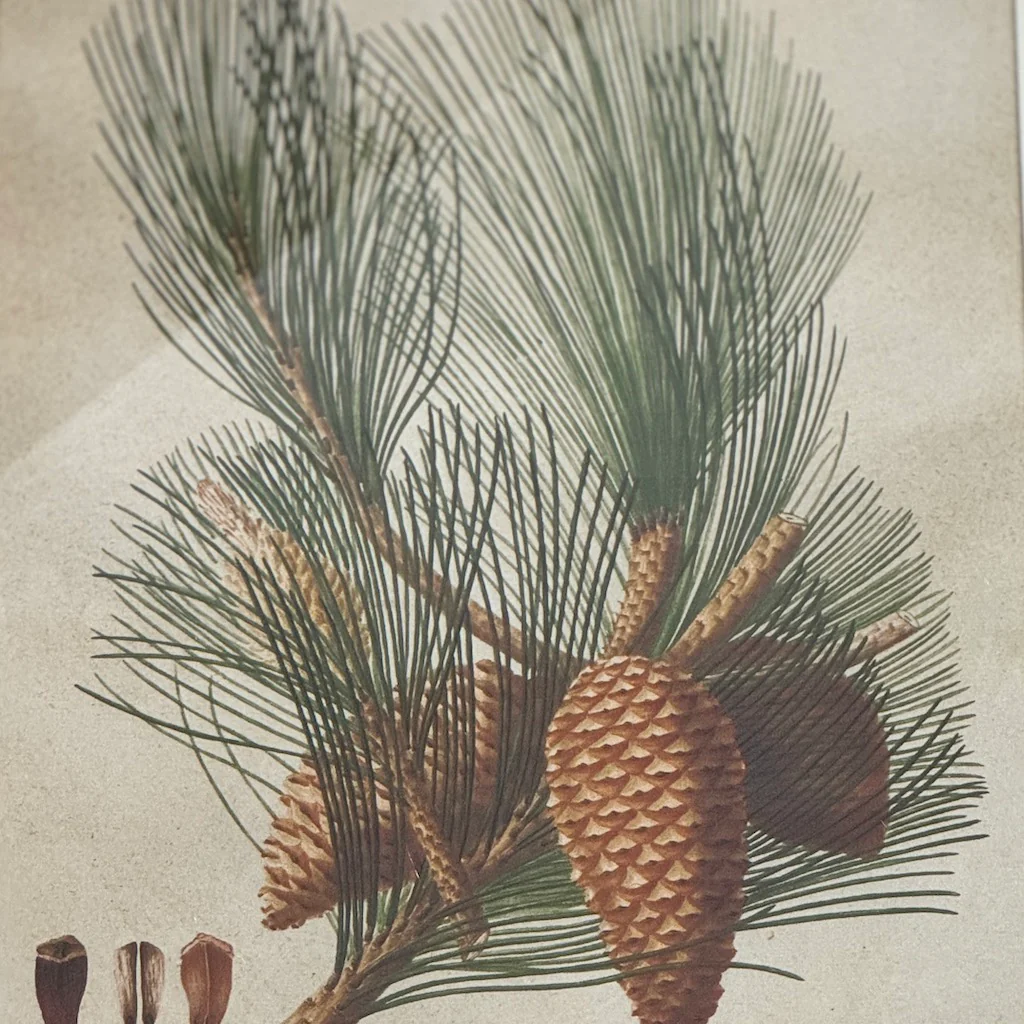 Framed Pinecone Wall Art Set 4 - Image 4