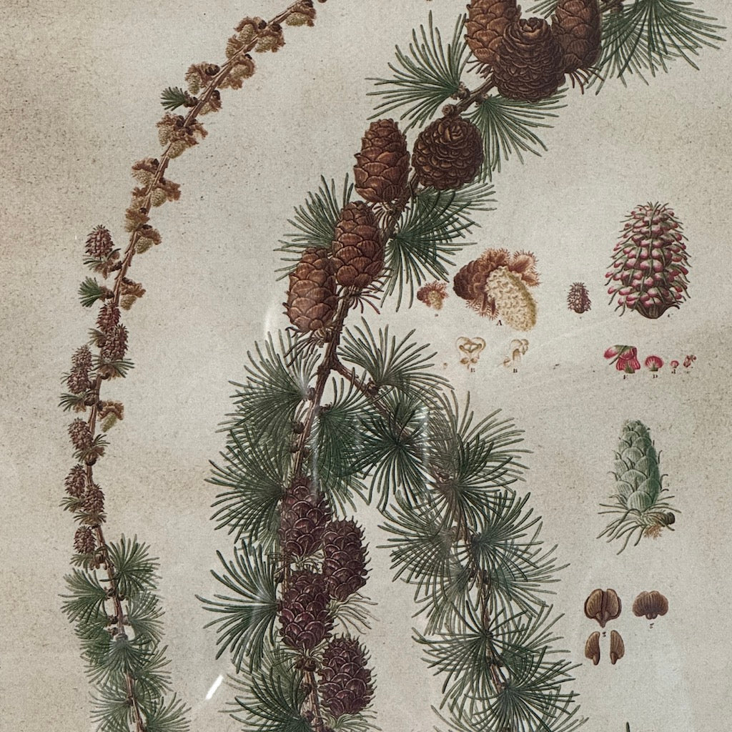 Framed Pinecone Wall Art Set 4 - Image 5