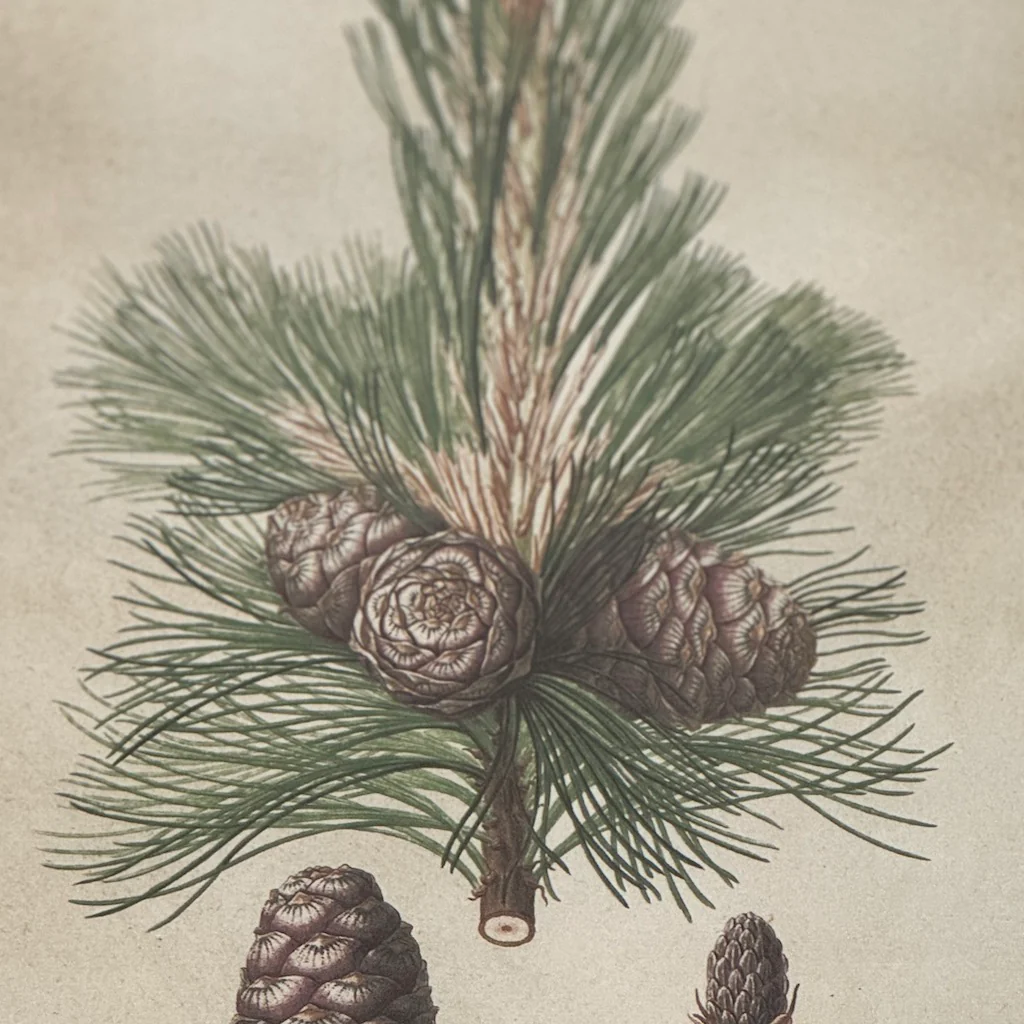 Framed Pinecone Wall Art Set 4 - Image 6