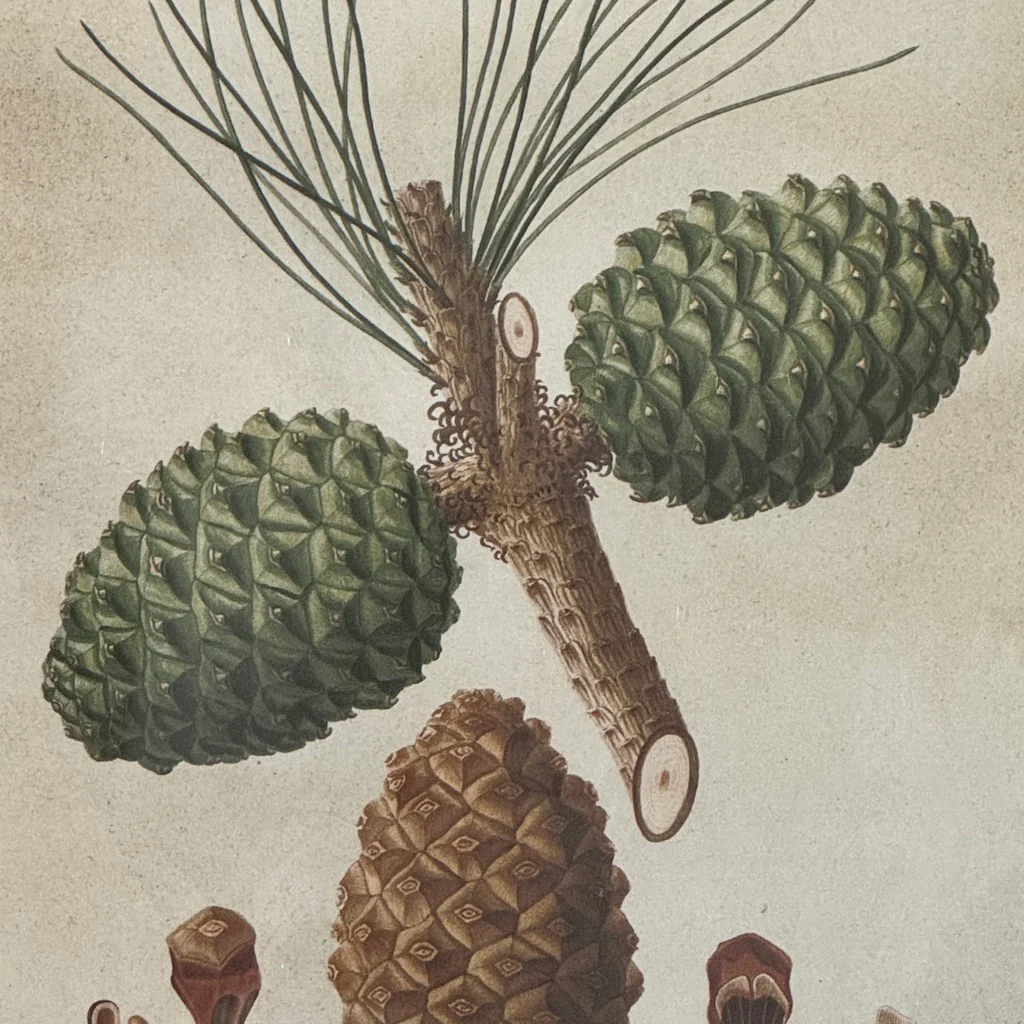 Framed Pinecone Wall Art Set 4 - Image 7