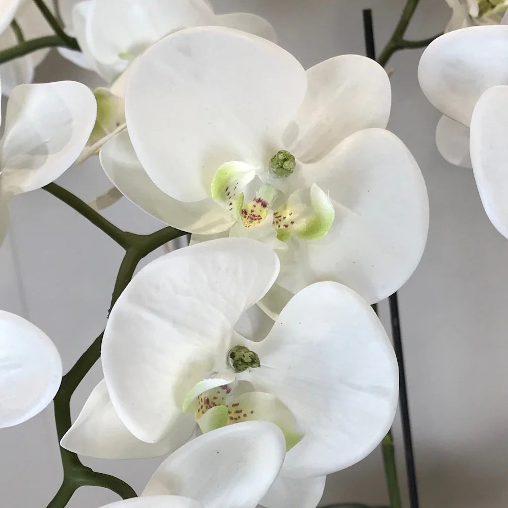 White Orchid Phalaenopsis Plants In Stone Look Bowl - Image 3