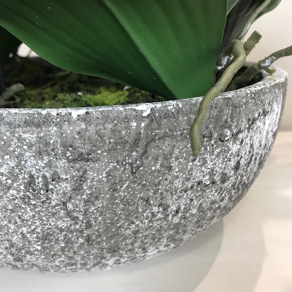 White Orchid Phalaenopsis Plants In Stone Look Bowl - Image 4
