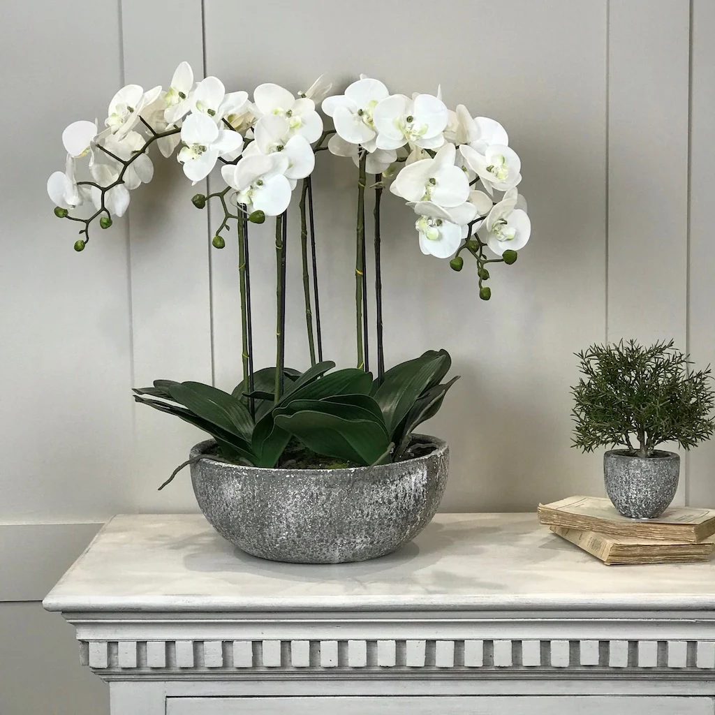 White Orchid Phalaenopsis Plants In Stone Look Bowl - Image 5